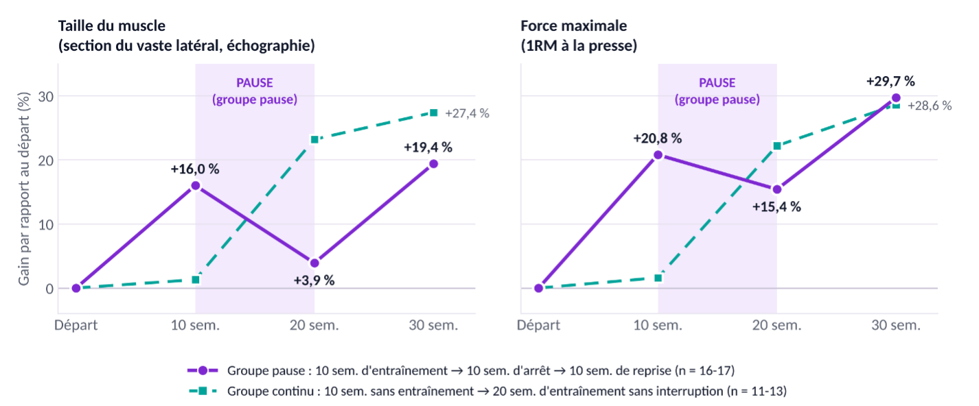 Évolution de la taille du muscle et de la force dans les groupes pause et continu