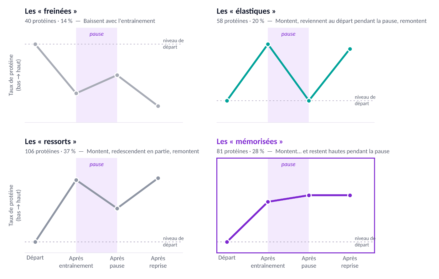 Quatre familles de protéines : freinées, élastiques, ressorts et mémorisées